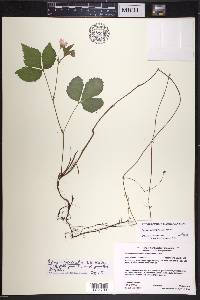 Rubus paracaulis image