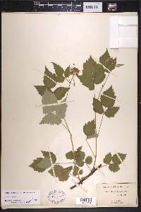 Rubus occidentalis image