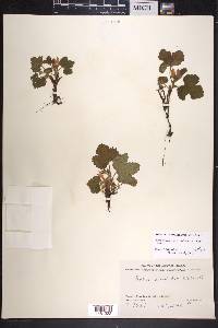 Rubus arcticus image