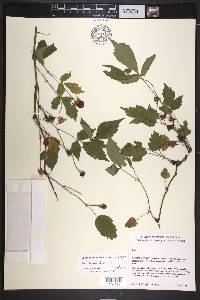 Rubus hirsutus image