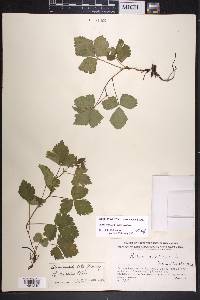 Rubus arcticus subsp. arcticus image