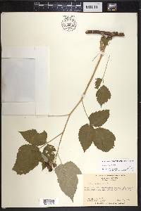 Rubus occidentalis image