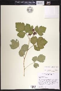 Rubus parvifolius image