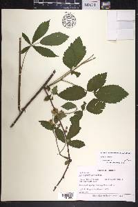 Rubus argutus image