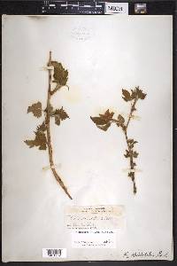 Rubus spectabilis image