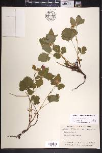 Rubus arcticus image