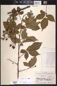 Rubus putus image