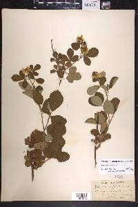 Rubus cuneifolius image