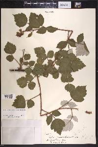 Rubus phoenicolasius image