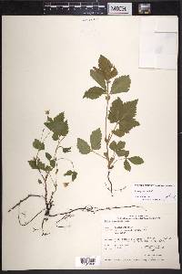 Rubus pubescens image