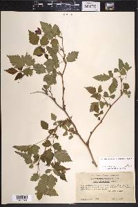 Rubus spectabilis image