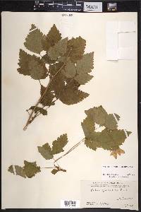 Rubus spectabilis image