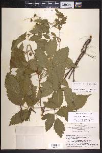 Rubus aboriginum image