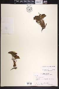 Rubus chamaemorus image