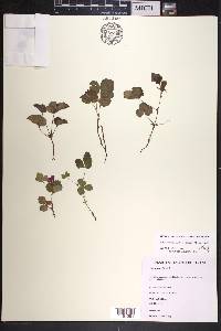 Rubus arcticus image