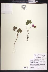 Rubus arcticus image