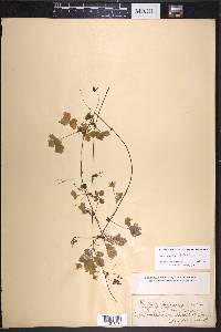 Rubus pedatus image