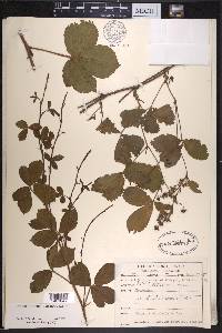 Rubus provincialis image