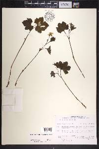 Rubus chamaemorus image