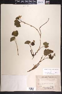 Rubus chamaemorus image