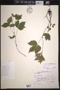 Rubus pubescens image