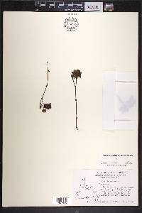 Rubus chamaemorus image