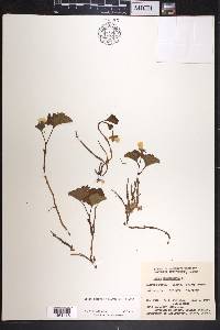 Rubus chamaemorus image