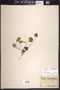 Rubus repens image