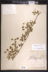 Rubus enslenii image