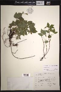 Rubus pubescens image