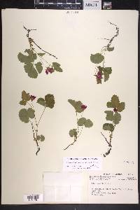 Rubus arcticus image