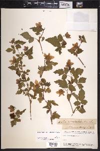 Rubus spectabilis image