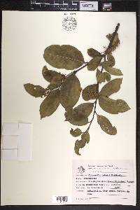 Citronella paniculata image
