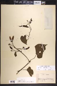 Ipomoea batatoides image