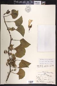 Ipomoea asarifolia image