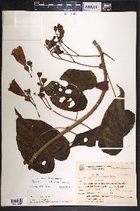 Ipomoea batatoides image