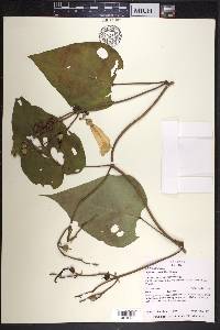 Ipomoea batatoides image