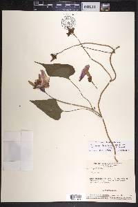 Ipomoea bahiensis image