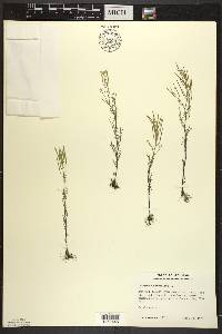 Cardamine parviflora image