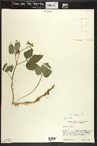 Cardamine diphylla image