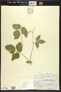 Cardamine diphylla image