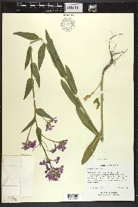 Hesperis matronalis image