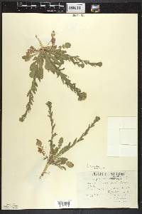 Lepidium campestre image