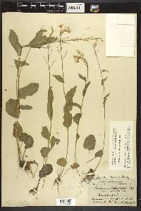 Cardamine bulbosa image