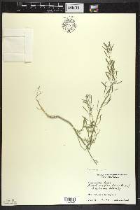 Erysimum cheiranthoides image