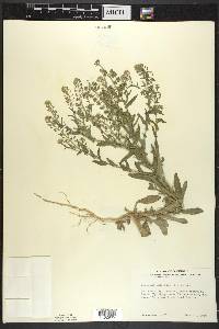 Lepidium campestre image