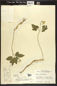 Cardamine diphylla image