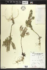 Lepidium campestre image