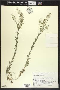 Lepidium campestre image