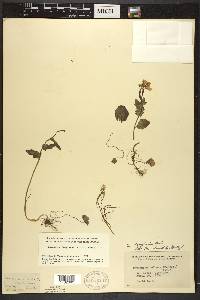 Cardamine douglassii image